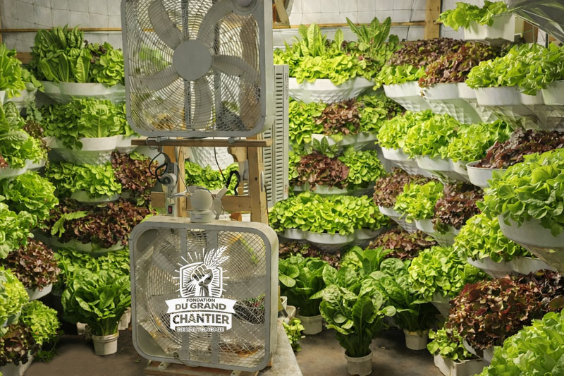 le grow cube